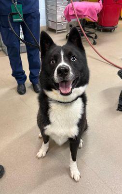 Ace, Adoptable, Adult Male Siberian Husky & Border Collie.