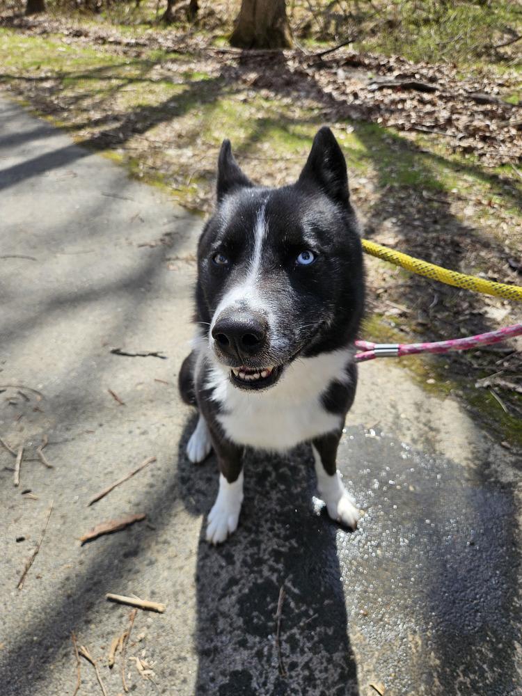 Enlarge Ace, a Adoptable mixed breed in Silver Spring, MD image 5/6