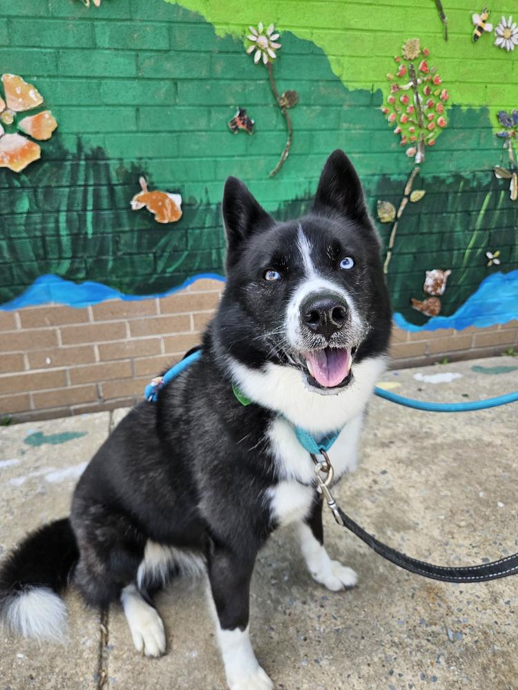 Enlarge Ace, a Adoptable mixed breed in Silver Spring, MD image 1/6