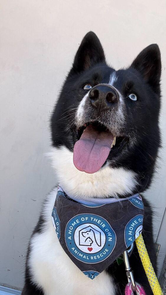 Enlarge Ace, a Adoptable mixed breed in Silver Spring, MD image 6/6