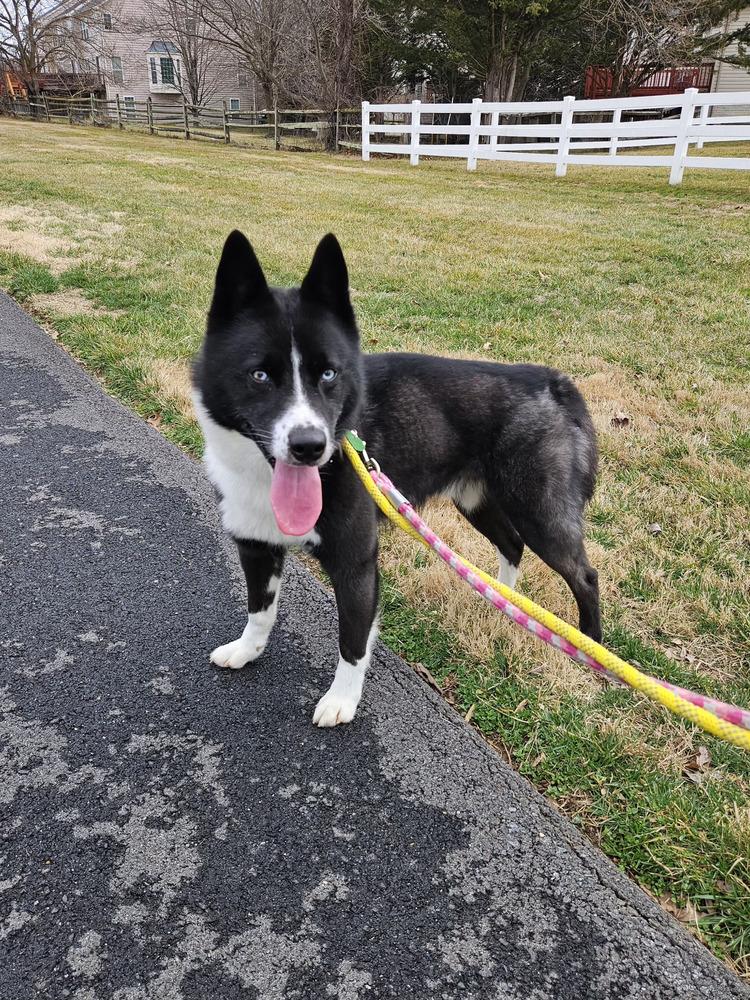 Ace, Adoptable, Adult Male Siberian Husky & Border Collie.
