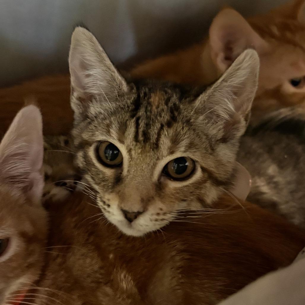 Enlarge Mochi, a Adoptable Domestic Short Hair in Hamilton, GA image 1/2