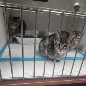 Enlarge Mochi, a Adoptable Domestic Short Hair in Hamilton, GA image 2/2