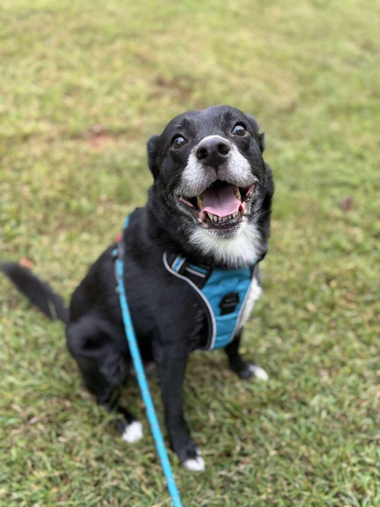 Dandelion, Adoptable, Senior Female Beagle & Border Collie.
