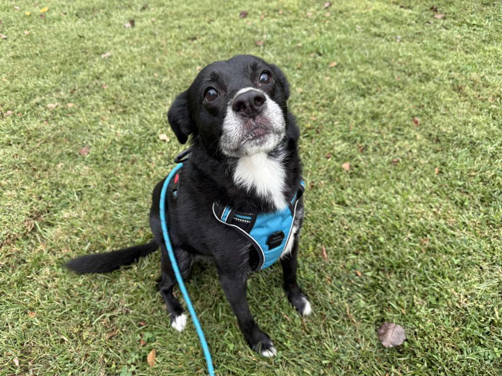 Enlarge Dandelion, a Adoptable mixed breed in Raleigh, NC image 2/6