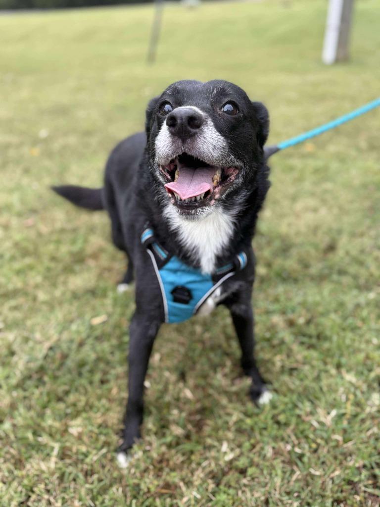 Enlarge Dandelion, a Adoptable mixed breed in Raleigh, NC image 3/6