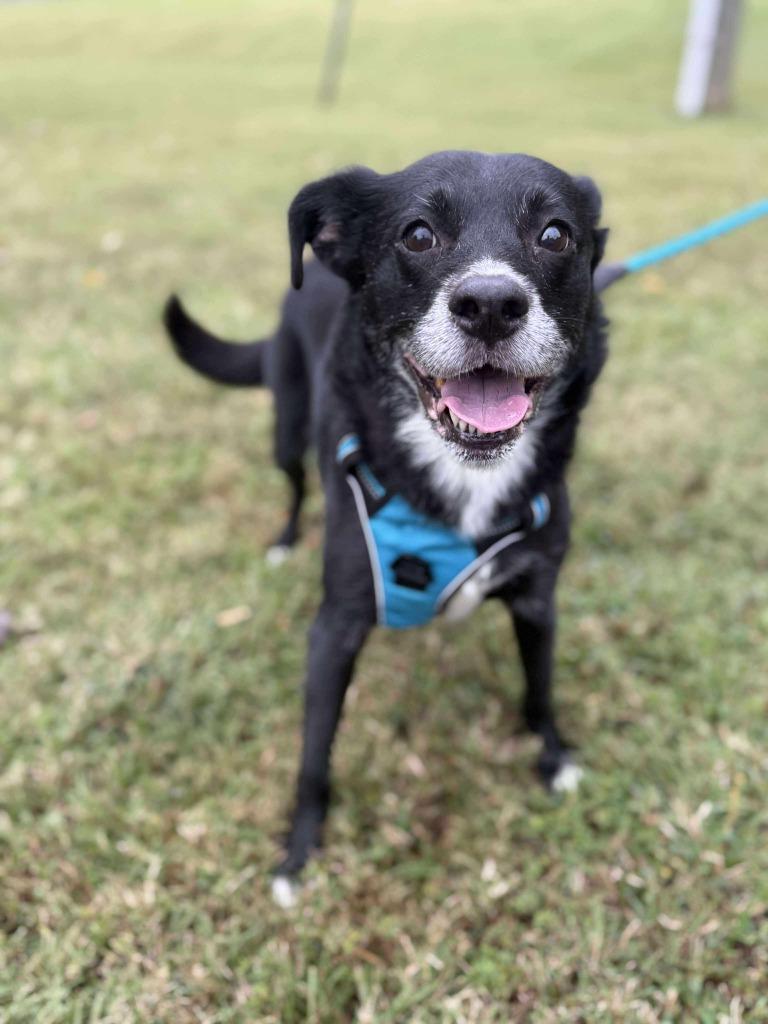 Enlarge Dandelion, a Adoptable mixed breed in Raleigh, NC image 4/6