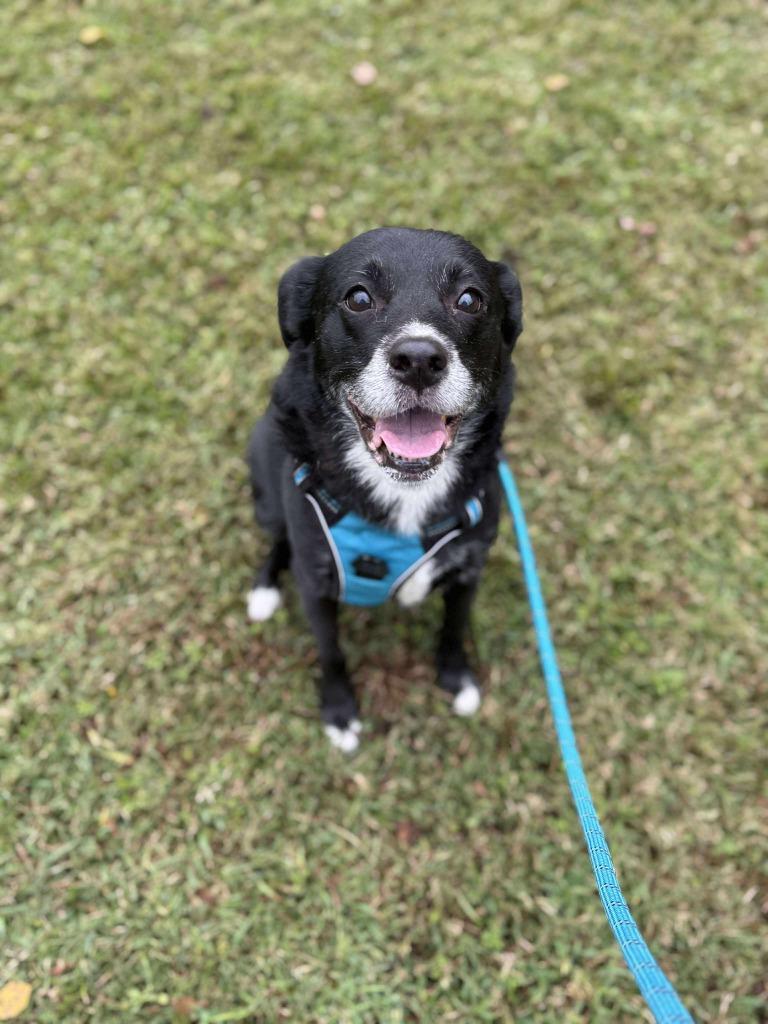 Enlarge Dandelion, a Adoptable mixed breed in Raleigh, NC image 5/6