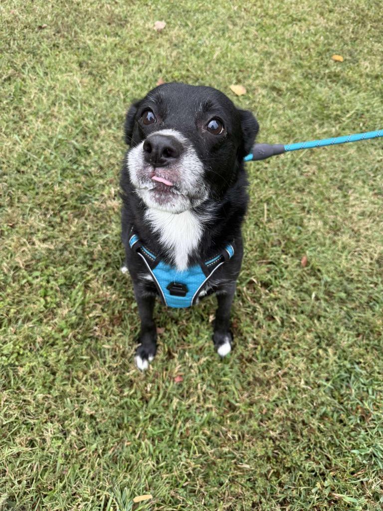 Enlarge Dandelion, a Adoptable mixed breed in Raleigh, NC image 6/6