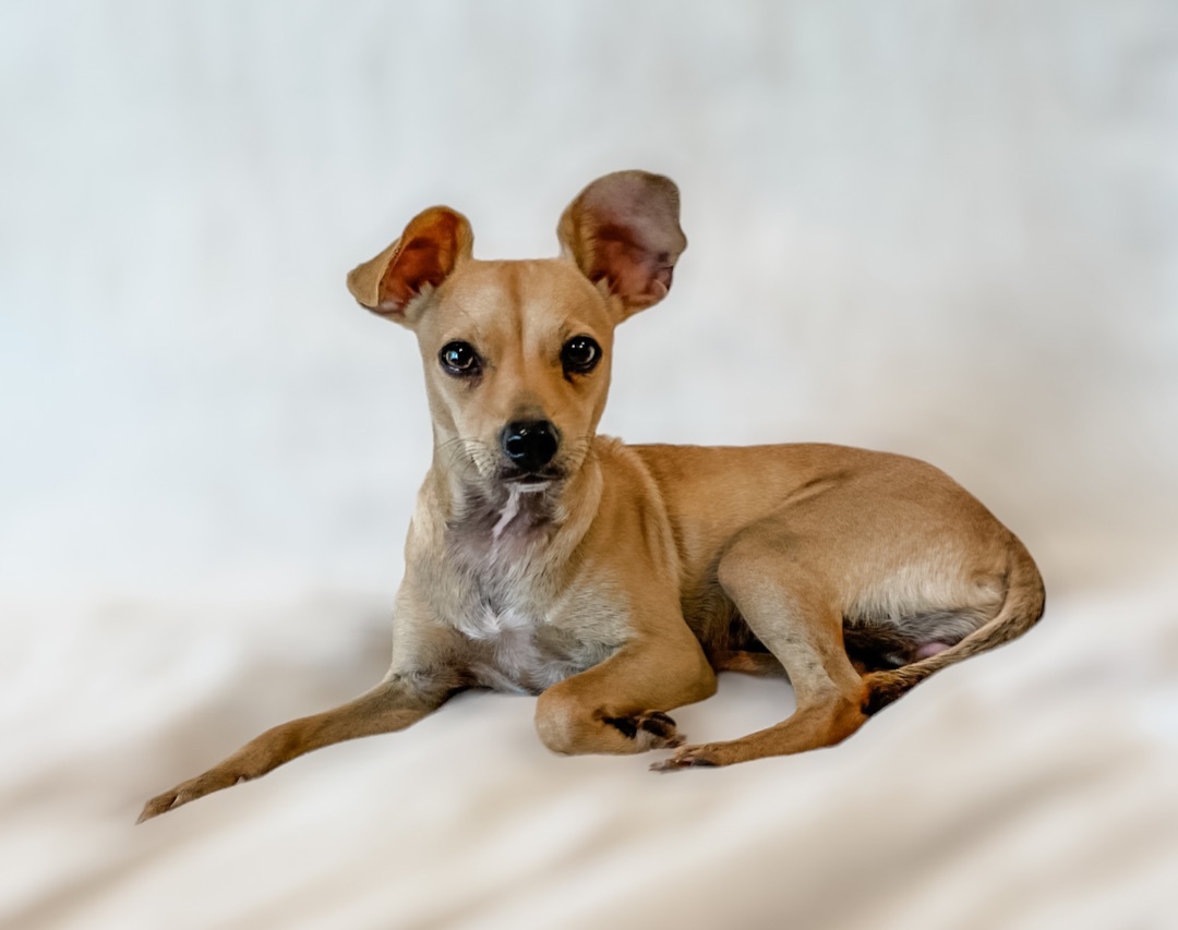 ~Gwendolyn~, Adopted, Young Female Chihuahua.