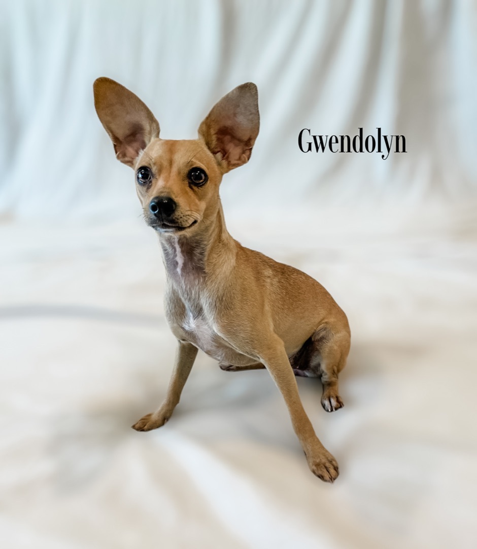 ~Gwendolyn~, a Adopted Chihuahua in Burlington, NC image 3/4