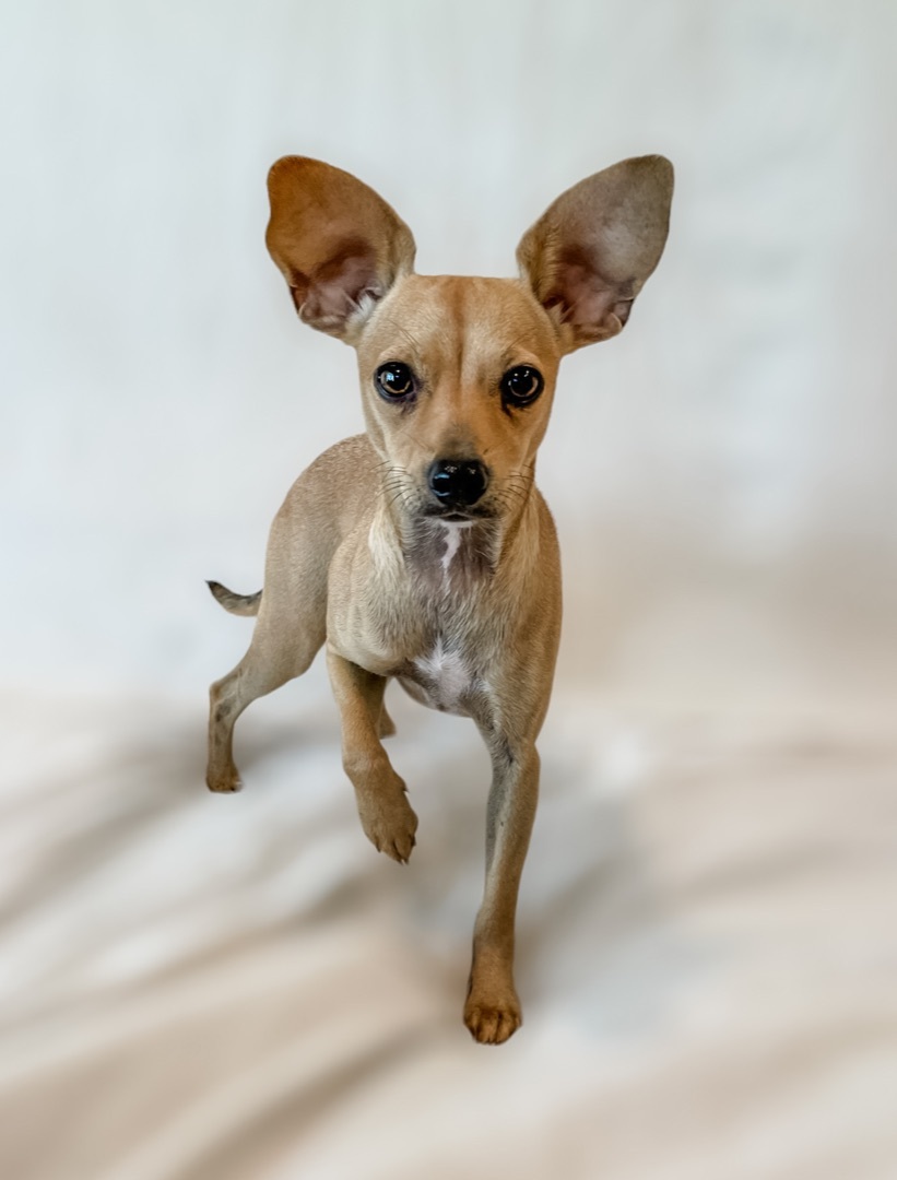 ~Gwendolyn~, a Adopted Chihuahua in Burlington, NC image 4/4