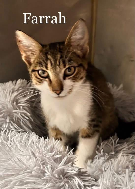 Enlarge Farrah, a Adopted Domestic Short Hair in Loogootee, IN image 1/1