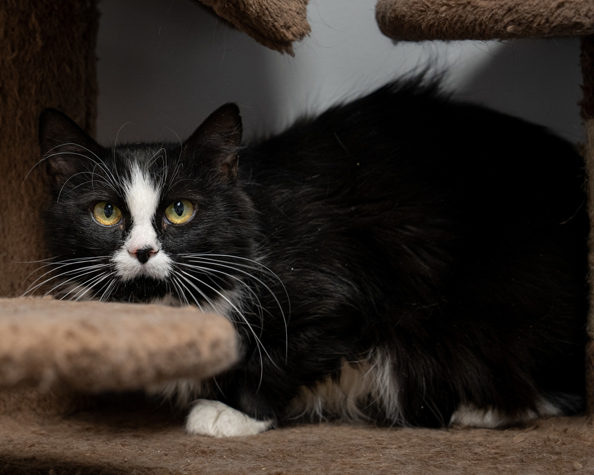 Bliss, Adoptable, Adult Female Domestic Long Hair.