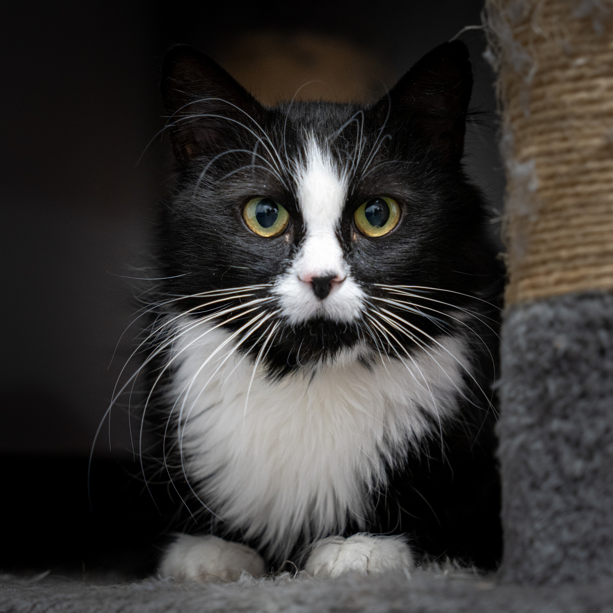 Enlarge Bliss, a Adoptable Domestic Long Hair in North Haven, CT image 3/3