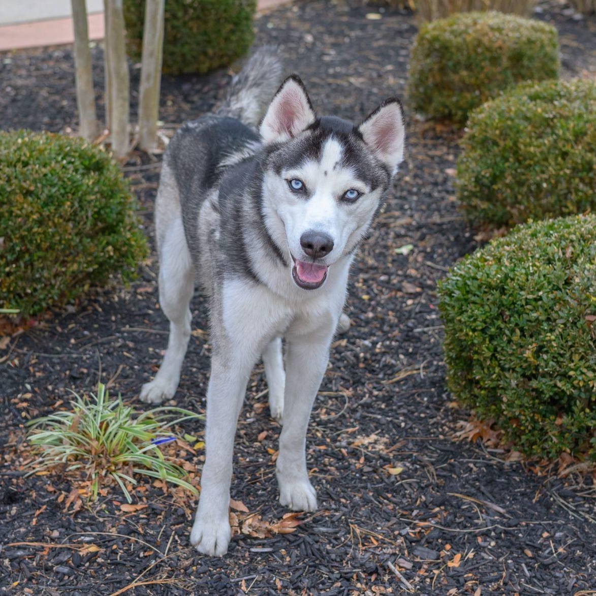 Enlarge MAX, a Adoptable Husky in Hamilton, NJ image 2/6