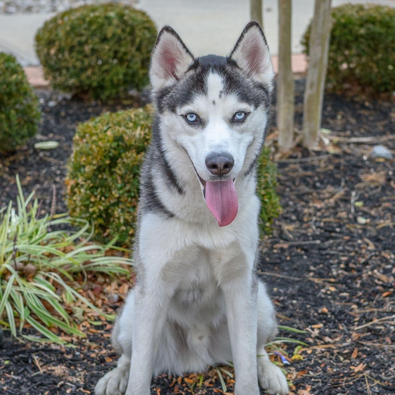 Enlarge MAX, a Adoptable Husky in Hamilton, NJ image 6/6