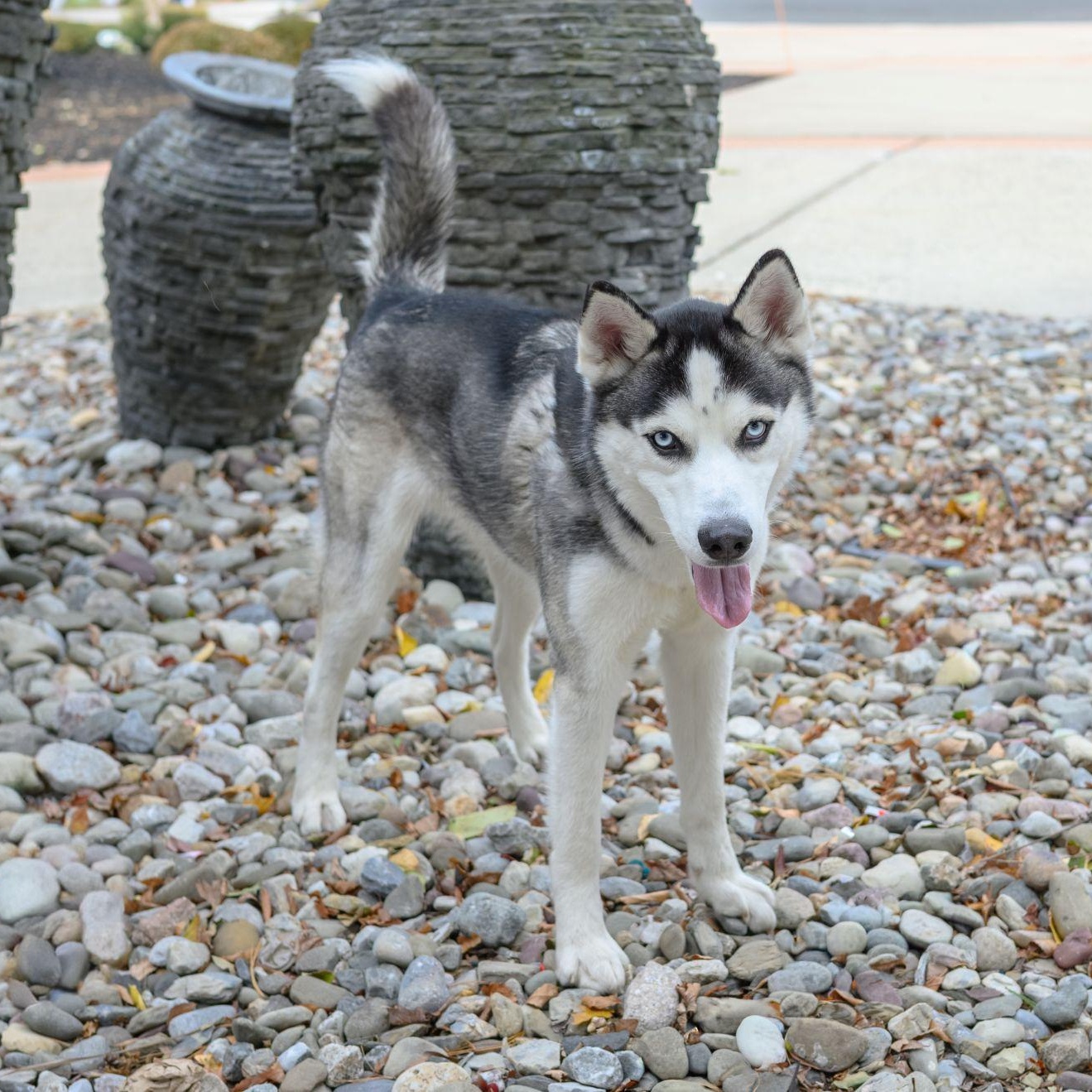 Enlarge MAX, a Adoptable Husky in Hamilton, NJ image 5/6