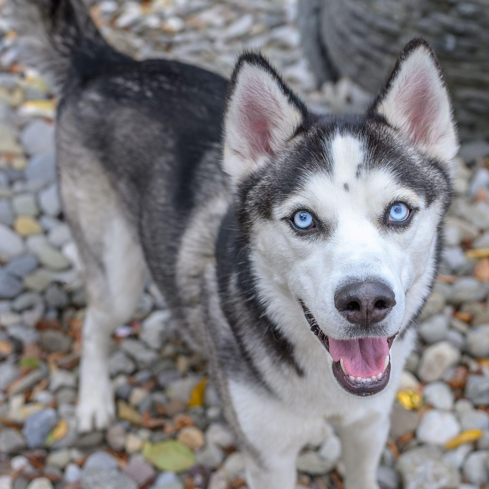 MAX, Adoptable, Young Male Husky.