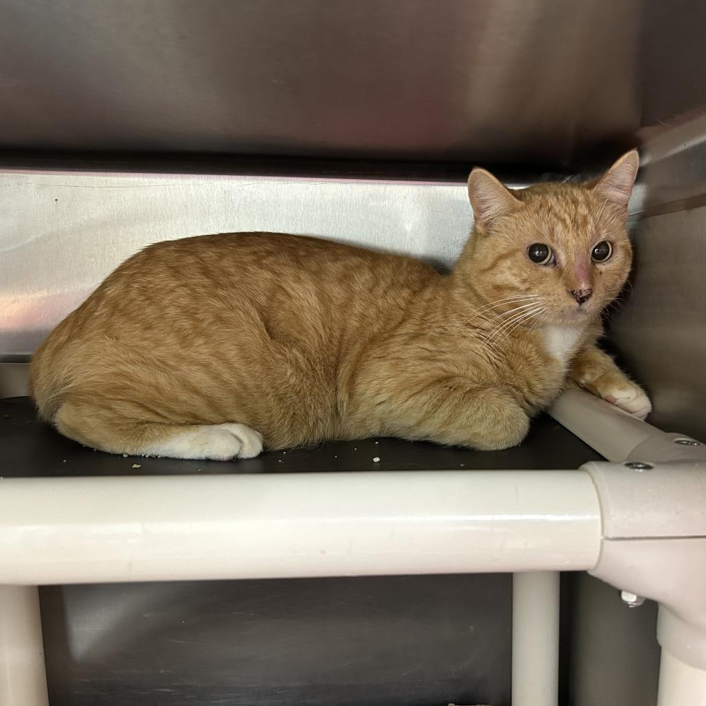 Enlarge Chowder, a Adoptable mixed breed in Houston, TX image 1/2