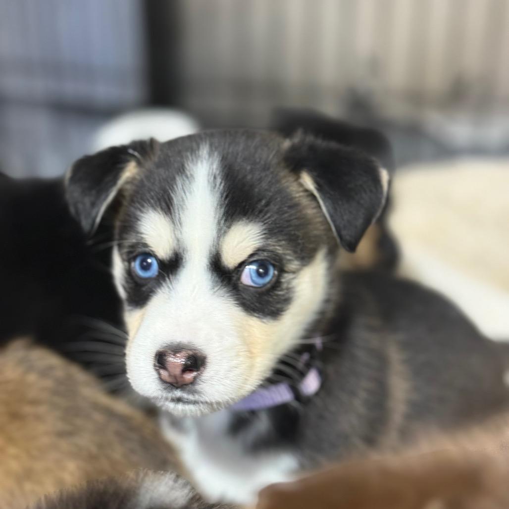 Mitzi Puppy 5, Adoptable, Puppy Female Husky & Mixed Breed.