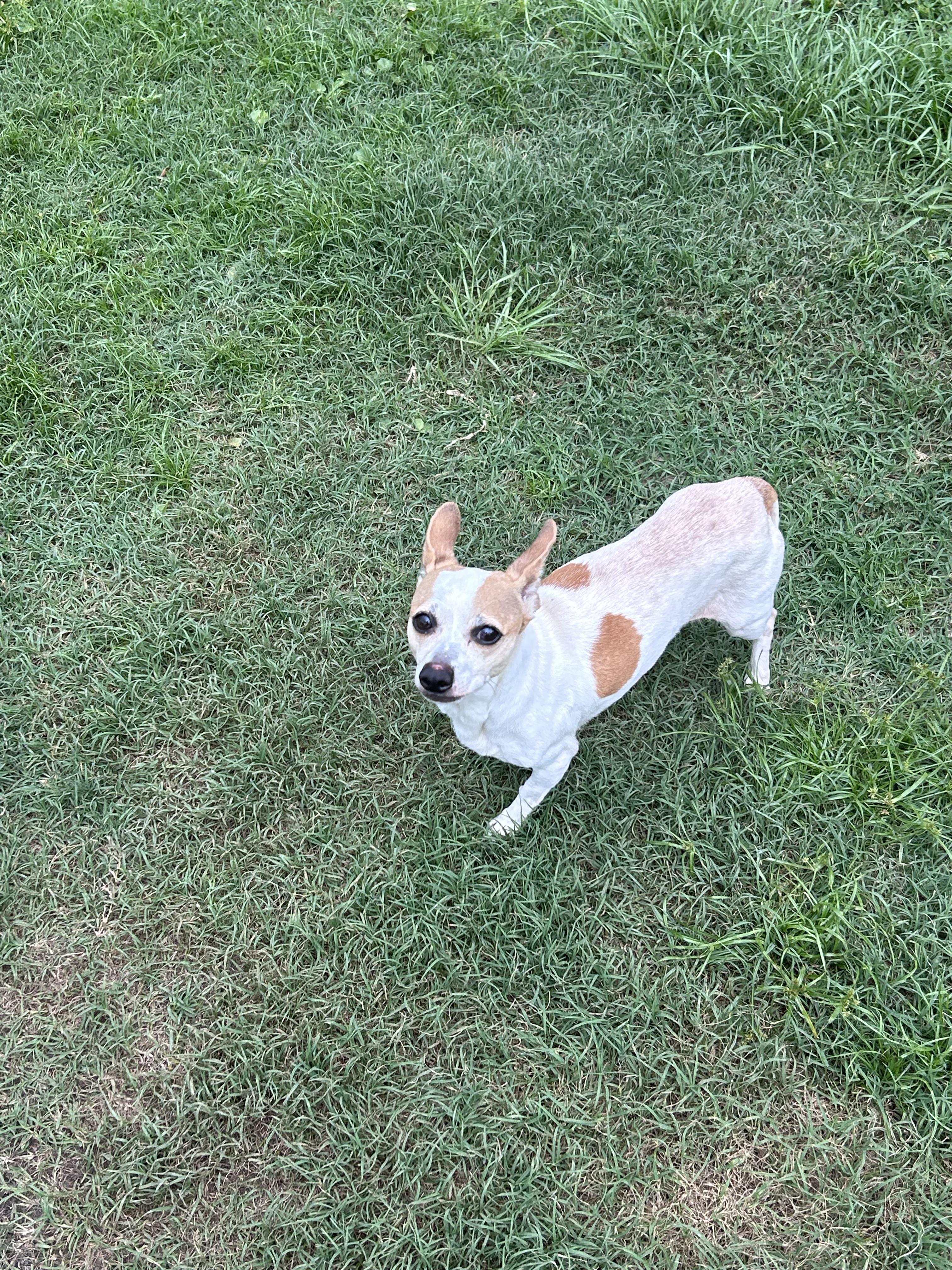 Dixie 4
