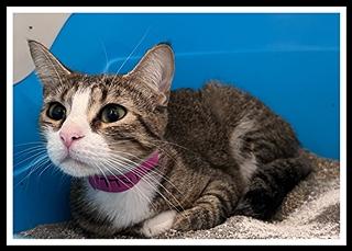 TTYL, Adoptable, Young Female Domestic Short Hair.