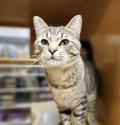 Elijah — thumbnail 2