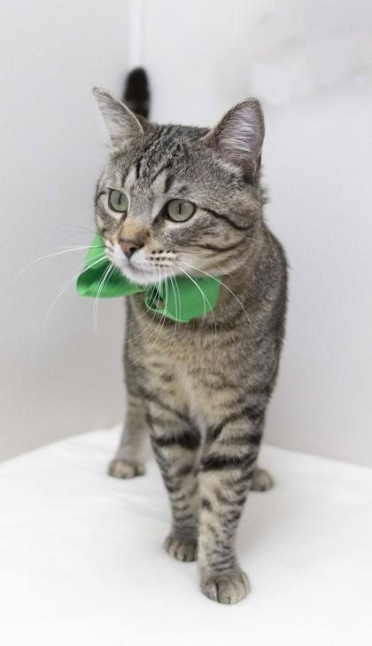 Elijah — thumbnail 3