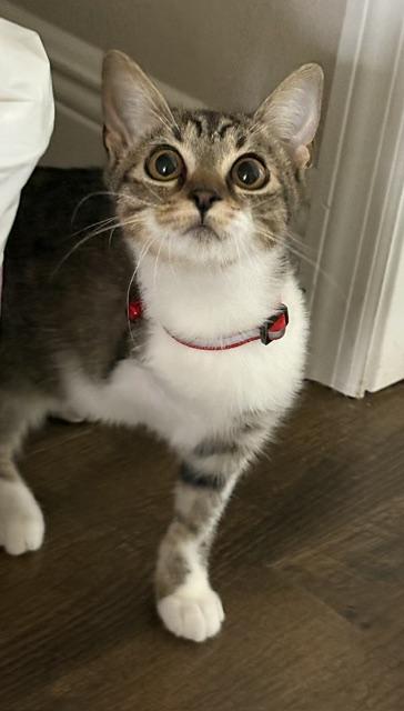 Enlarge Birdie (Tripod Kitten), a Adoptable American Shorthair in Maitland, FL image 6/6
