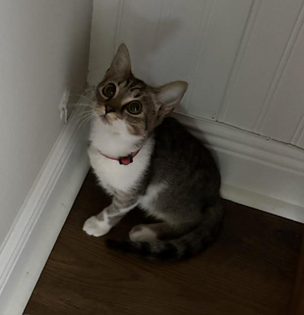 Enlarge Birdie (Tripod Kitten), a Adoptable American Shorthair in Maitland, FL image 3/6