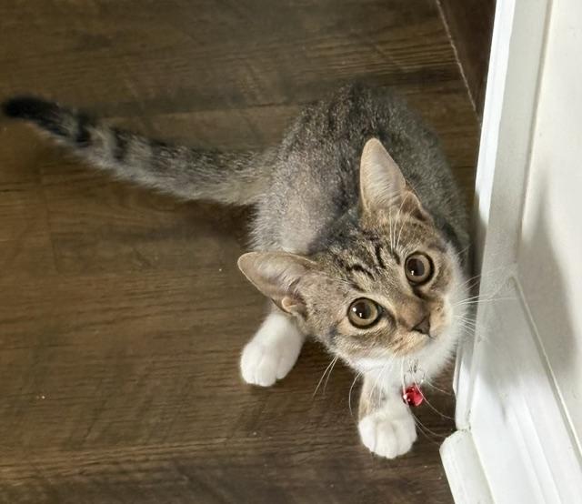 Enlarge Birdie (Tripod Kitten), a Adoptable American Shorthair in Maitland, FL image 4/6
