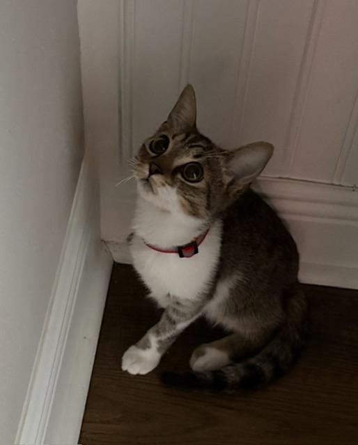 Enlarge Birdie (Tripod Kitten), a Adoptable American Shorthair in Maitland, FL image 1/6