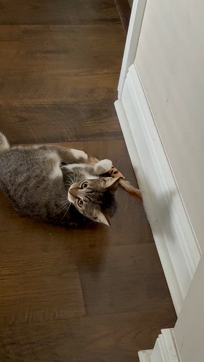 Enlarge Birdie (Tripod Kitten), a Adoptable American Shorthair in Maitland, FL video 2/6