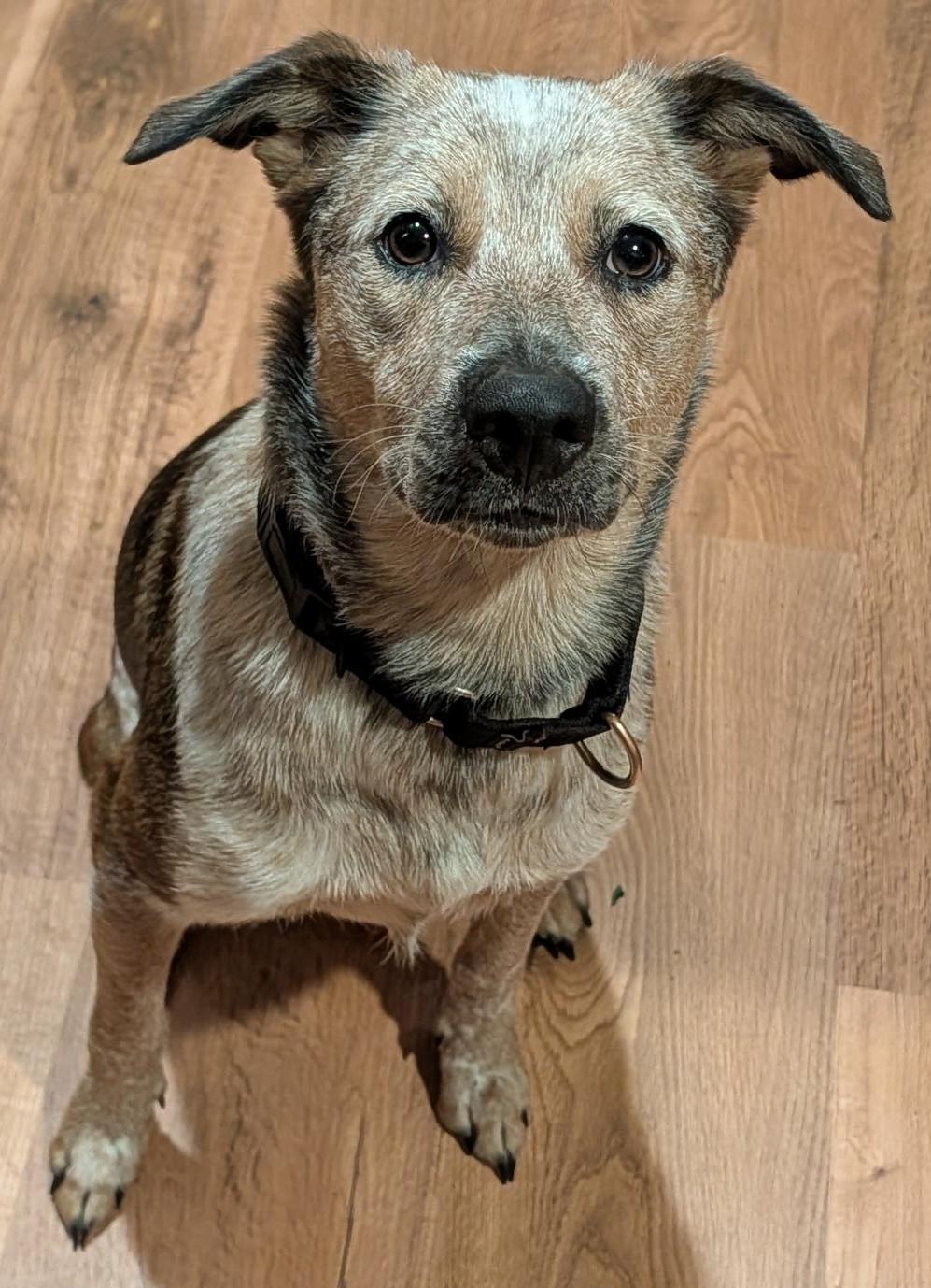 Chili, Adoptable, Young Female Australian Cattle Dog / Blue Heeler.