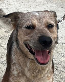 Enlarge Chili, a Adoptable mixed breed in Olympia, WA image 3/5
