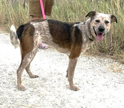 Enlarge Chili, a Adoptable mixed breed in Olympia, WA image 5/5