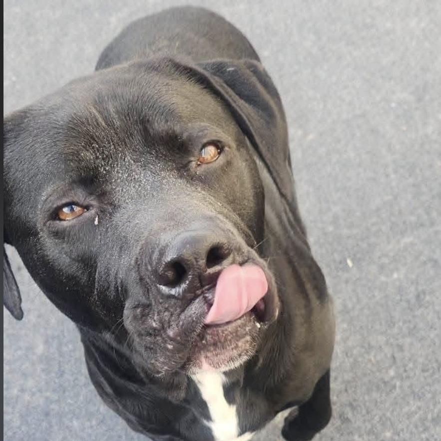 Tahoe, Adoptable, Adult Male Rottweiler.