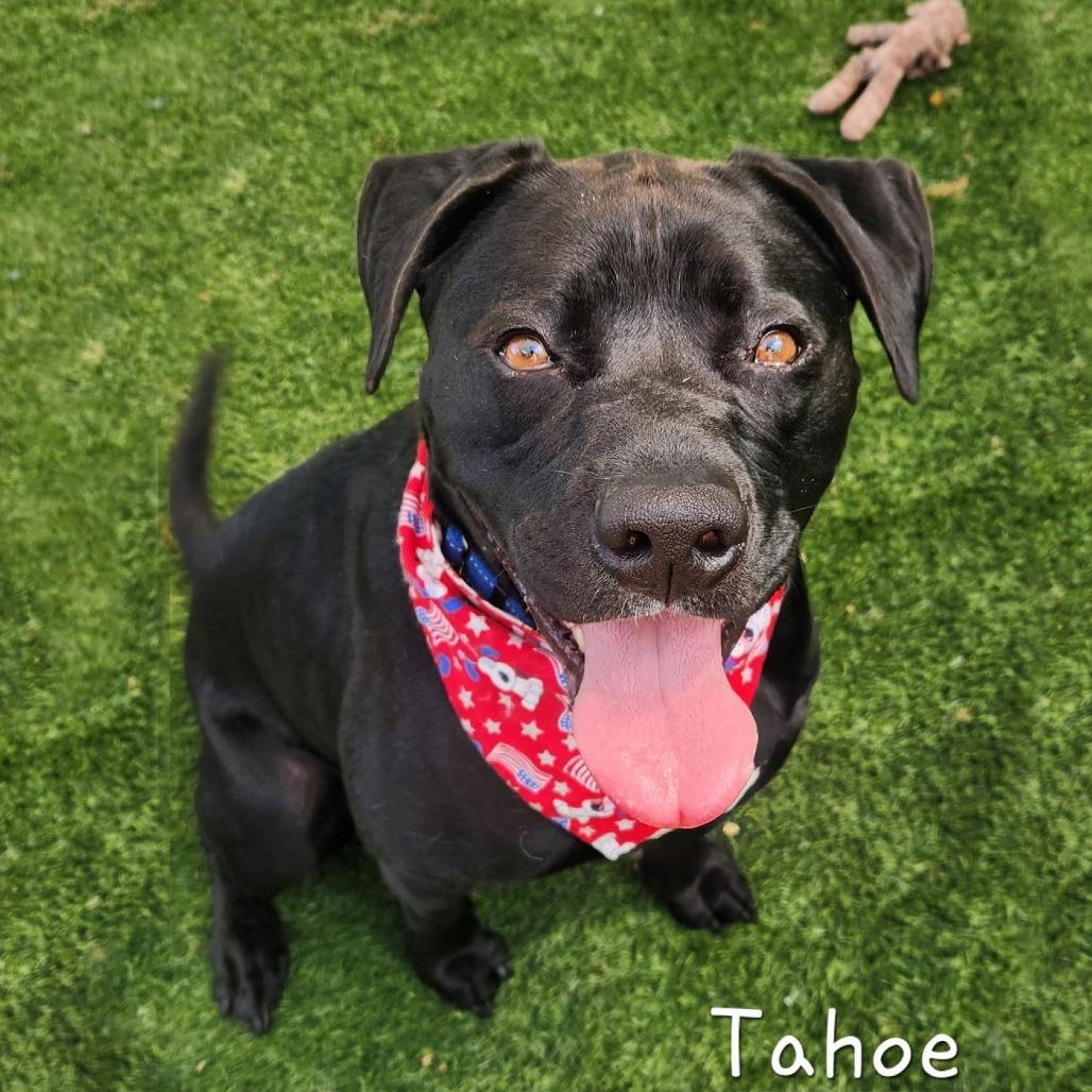 Tahoe, Adoptable, Adult Male Rottweiler & Mixed Breed.