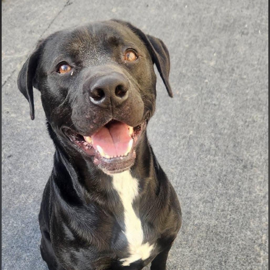 Enlarge Tahoe, a Adoptable mixed breed in Cleveland, TN image 2/2