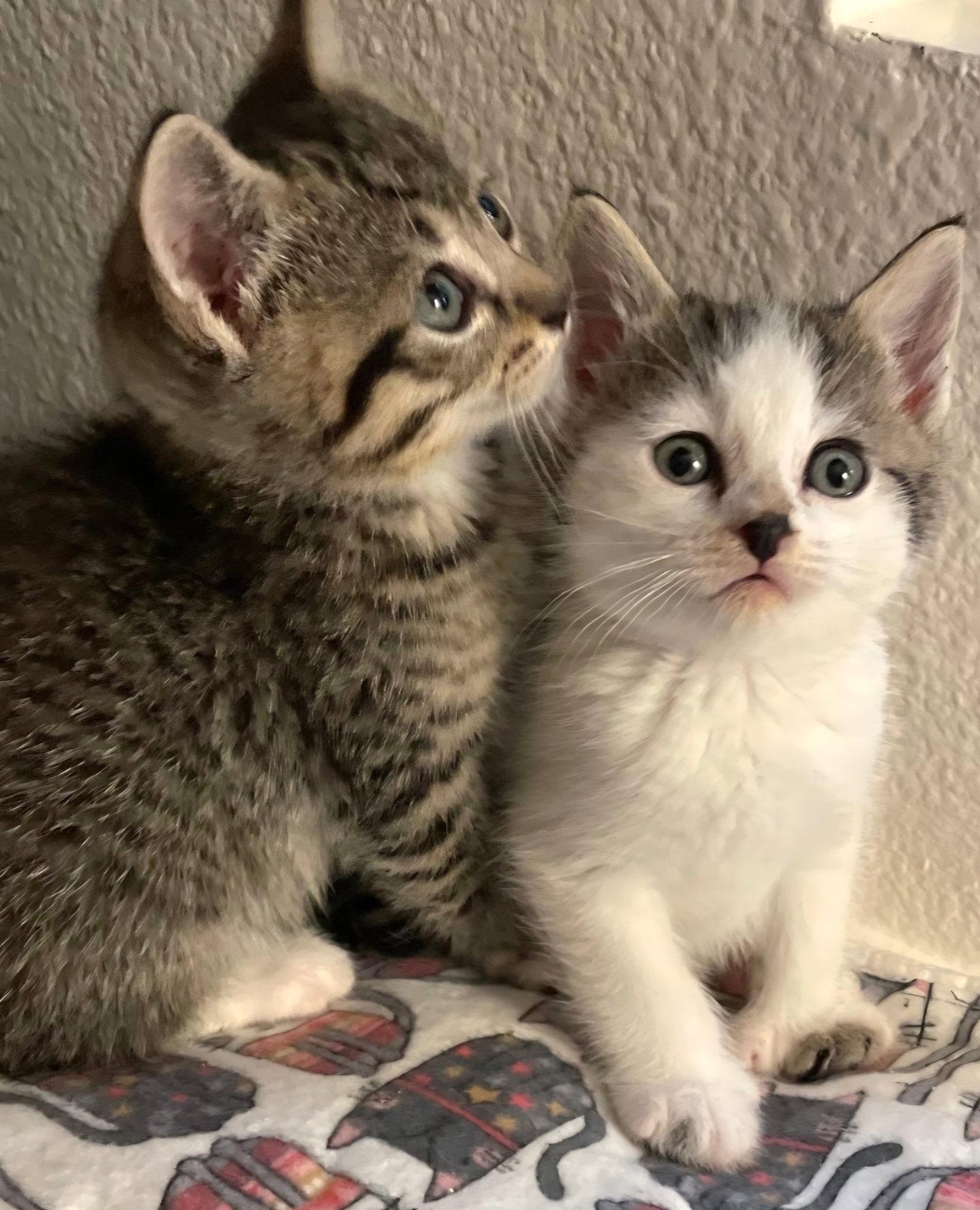 Butter, Adoptable, Kitten Male Extra-Toes Cat / Hemingway Polydactyl & Tabby.