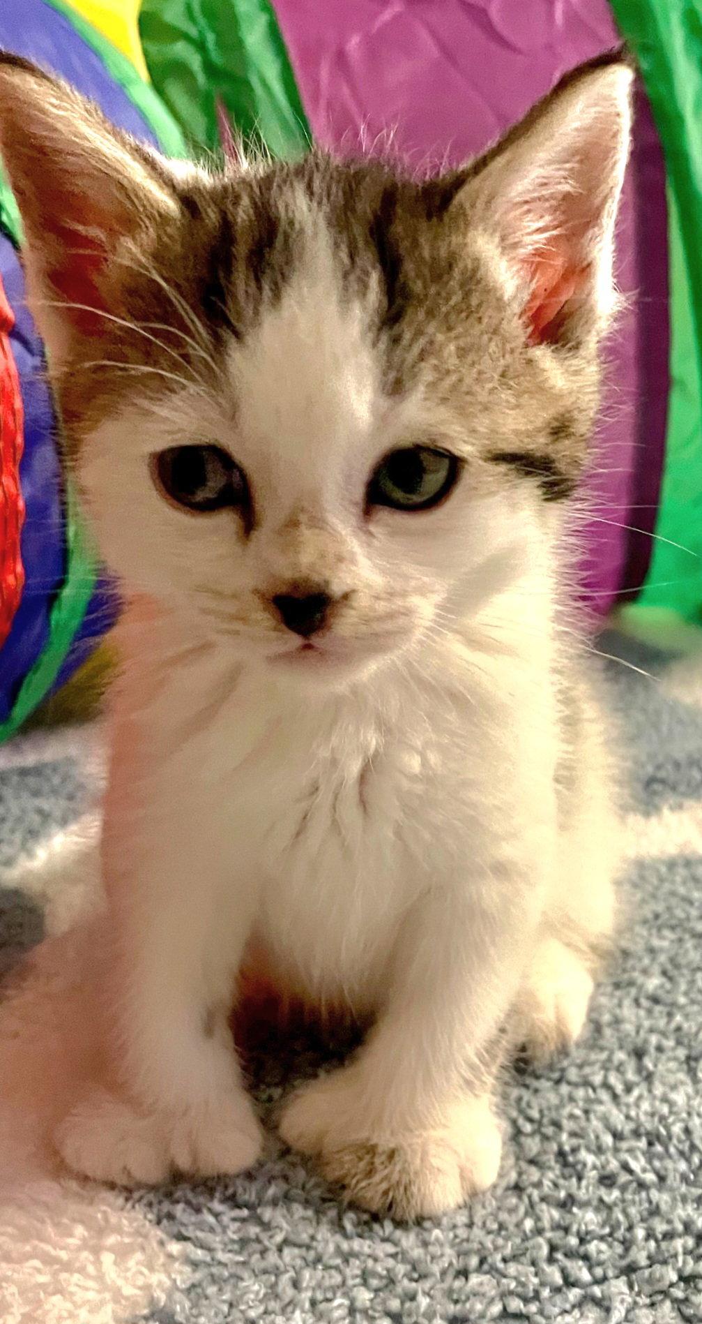 Enlarge Butter, a Adoptable mixed breed in Campbell, CA image 2/2