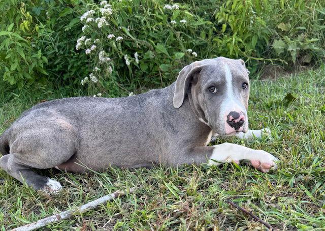 Forest, Adoptable, Young Male American Bulldog.