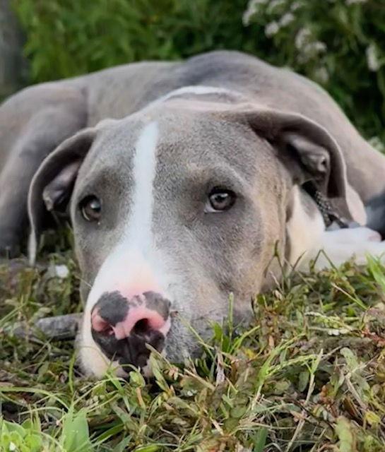 Forest, a Adoptable American Bulldog in Tarrytown, GA image 1/3