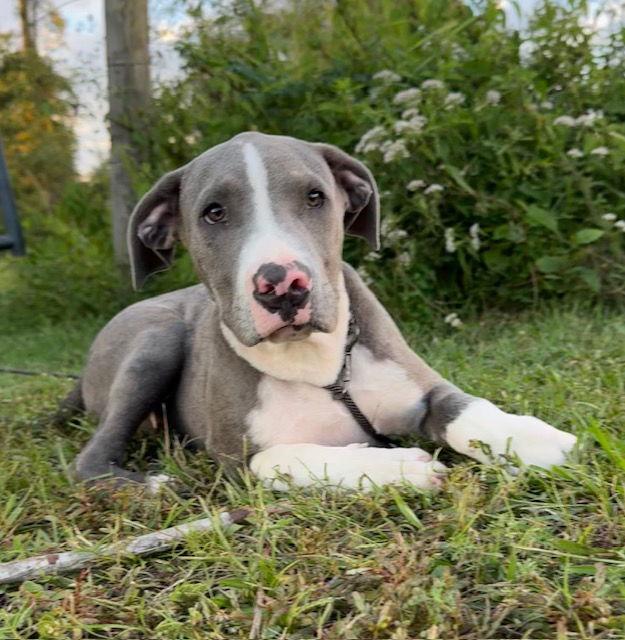 Forest, a Adoptable American Bulldog in Tarrytown, GA image 2/3