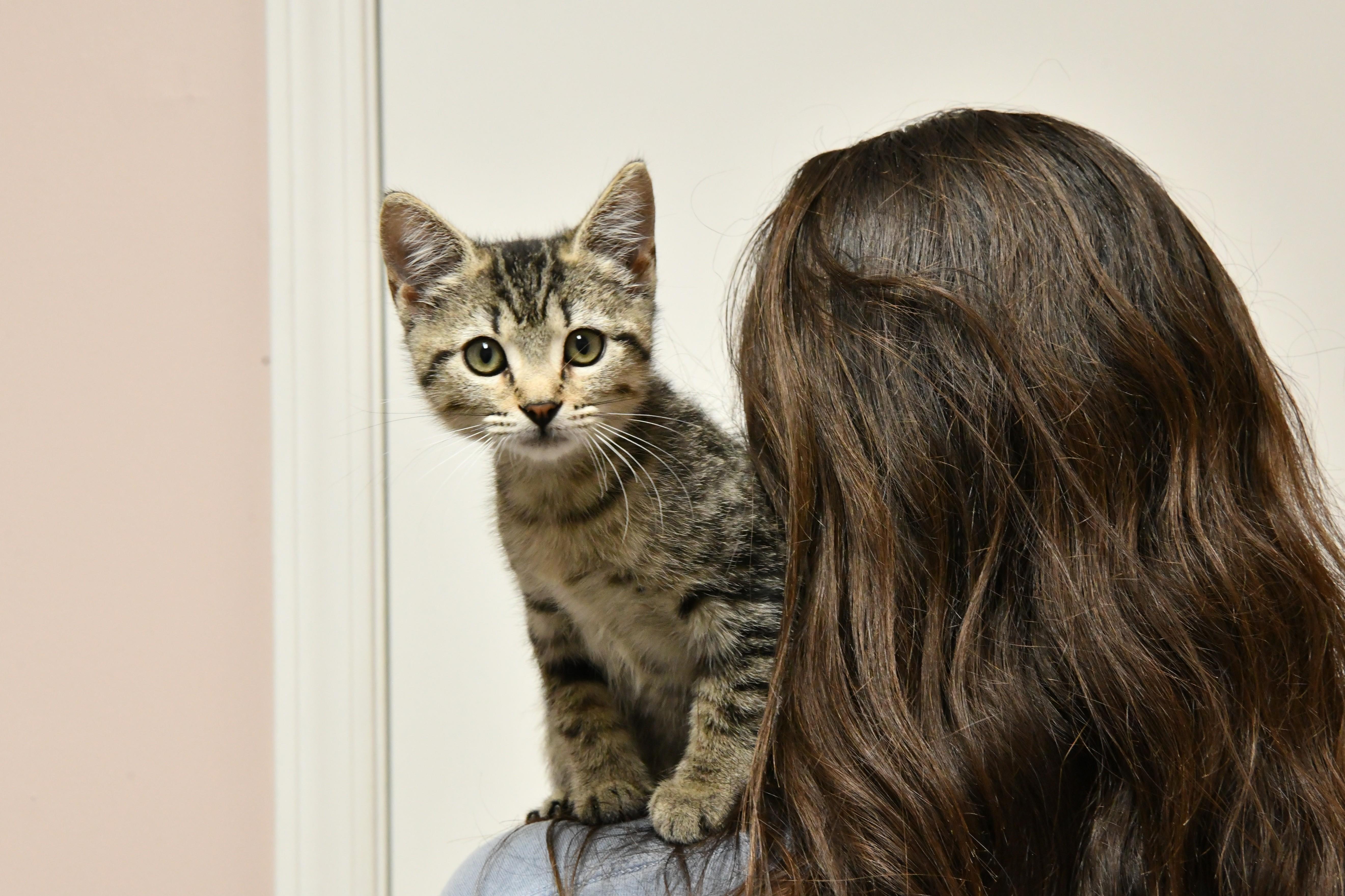 Enlarge Mal (FeLeuk pos.), a ADOPTABLE Domestic Short Hair in Fairhope, AL image 1/1