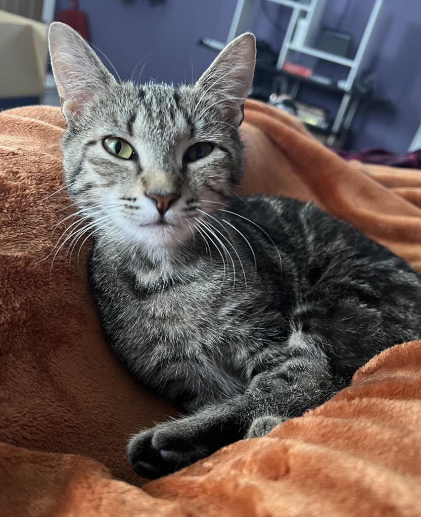 Jen Harding, Adoptable, Kitten Female Domestic Short Hair.