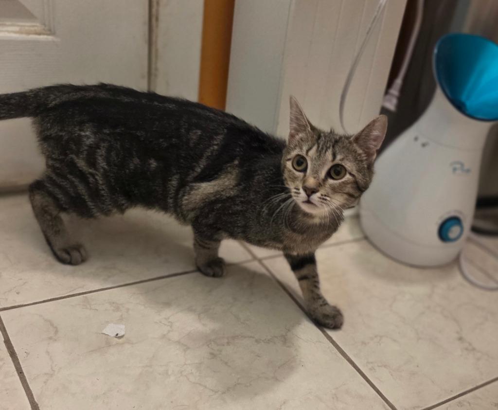 Enlarge Jen Harding, a Adoptable mixed breed in Parkville, MD image 2/6