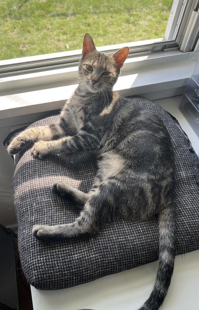 Enlarge Jen Harding, a Adoptable mixed breed in Parkville, MD image 3/6