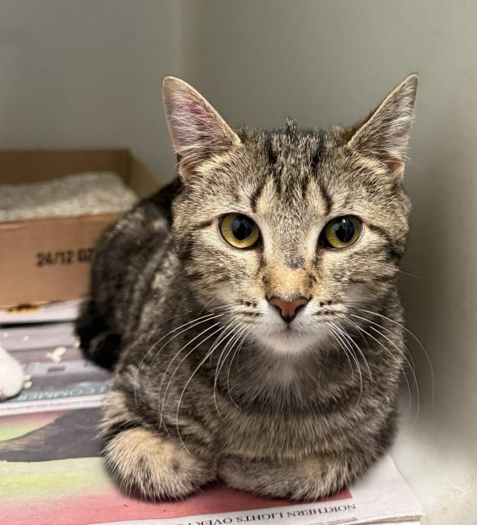 Enlarge Jen Harding, a Adoptable mixed breed in Parkville, MD image 4/6